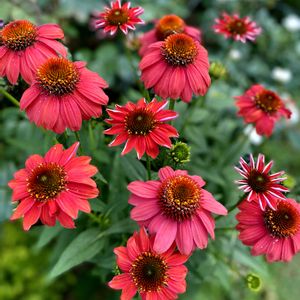 エキナセア,夏の庭,夏の花,春のお花,春の庭の画像
