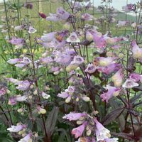 タマシャジン,アストランティア ローマ,ペンステモン ダークタワー,シレネ ファイヤーフライ,ラグランジア クリスタルヴェール2の画像