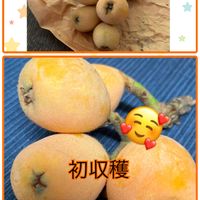 ビワ,枇杷,我が家の庭,種から,今日の一枚の画像