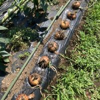玉ねぎ,ケルたま,家庭菜園の画像