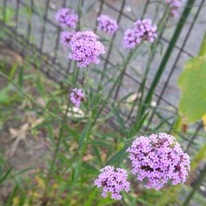 ヤナギハナガサ,近所の公園,花のある暮らし,植中毒,花自慢の画像