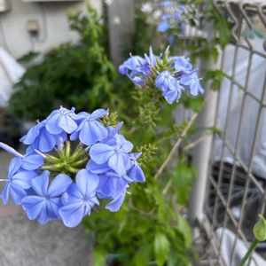 ルリマツリ,癒し,ありがとう♡,お花大好き♡,この色好きの画像