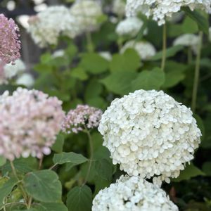 アナベル,紫陽花 アナベル,花のある暮らし,アナベル  紫陽花,アナベル大好き❗️の画像