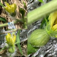 スイカ,夏野菜,福島県,家庭菜園,庭の画像
