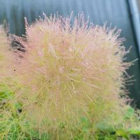 スモークツリーの画像
