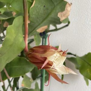 玄関前,月下美人の花の画像