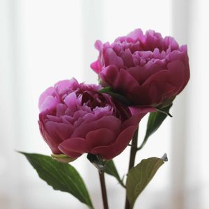 シャクヤク,シャクヤク,芍薬,芍薬,植物の画像