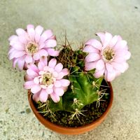 サボテン,ギムノカリキウム,可愛い,花のある暮らし,iPhone撮影の画像