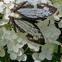 アナベル,アナベル,アナベル,アナベル,イシガケチョウの画像
