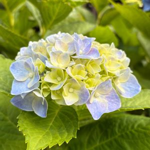 アジサイ,アジサイ,可憐,癒し,花のある暮らしの画像