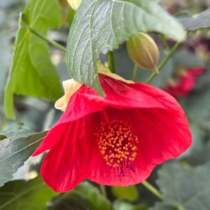 アブチロン,アブチロン,可憐,癒し,花のある暮らしの画像