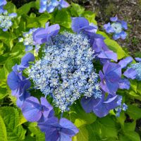 ガクアジサイの画像