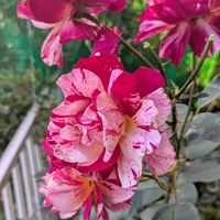 花のある暮らし,今日のお花,花いろいろ,おうち園芸,棚の画像