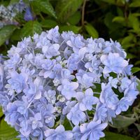 花のある暮らし,今日のお花,花いろいろ,おうち園芸,棚の画像