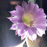 サボテン,サボテンの花✨,お花,可愛い,ピンクの画像