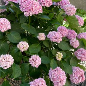 コットンキャンディー,ヤマアジサイ 藍姫,紫陽花　万華鏡,アジサイ パッシオ,鉢植えの画像
