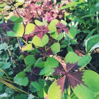 オキザリス・デッペイ,カラーリーフ,癒し,花が好き,狭い庭の画像