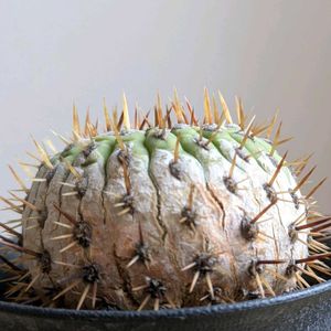 サボテン,コピアポア コルムナアルバ,多肉植物,珍奇植物,ビザールプランツの画像