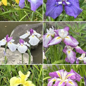 アヤメ,ショウブ,今日のお花の画像