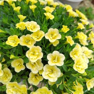 八重咲きカリブラコア,カリブラコアネオダブル レモン,玄関先,幸せの黄色いお花,カリブラコアネオダブルレモンの画像