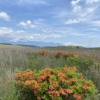 ヤグルマギク,レンゲツツジ,お散歩,長野,八ヶ岳の画像