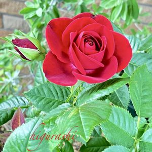 四季咲きミニバラ,ミ二バラ,花のある暮らし,GSに感謝。,小さな小さな庭の画像
