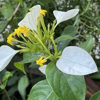 アジサイ,コンロンカ,サンタンカ,ビーダンス,コンロンカ（ハンカチの花）の画像