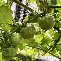 トマト,自家製野菜,夏野菜,ベランダ菜園,家庭菜園の画像