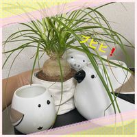 トックリラン(ポニーテール),観葉植物,お花大好き♡,小物で遊ぶ,復興祈願の画像