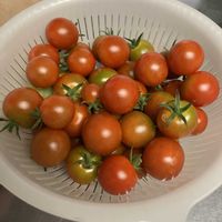 ツルムラサキ,ミニトマト,ミニトマト,サニーレタス,サニーレタスの画像
