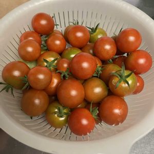 ツルムラサキ,ミニトマト,ミニトマト,サニーレタス,サニーレタスの画像