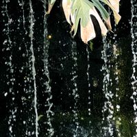 お散歩,紫陽花 アジサイ あじさい,花のある暮らし,iPhone撮影,みどりのある暮らしの画像