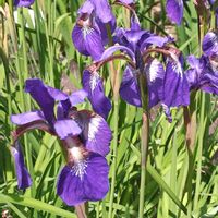 アヤメ,アヤメ,ハナビシソウ,ハナビシソウ,ハナビシソウの画像