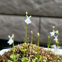 ウサギゴケ,ウトリクラリア・サンダーソニー,ウトリクラリア・サンダーソニー,食虫植物,タヌキモ属の画像