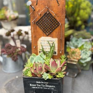 多肉植物,ジャンク,ジャンクガーデン,シャビーの画像