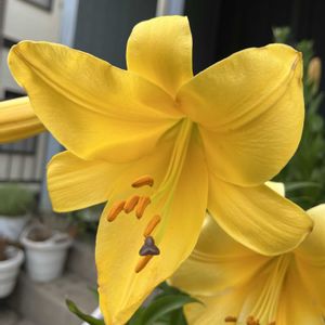 ユリ,黄色の花,平和を願う☆,いつまでも友達でいよう♡,玄関アプローチの画像
