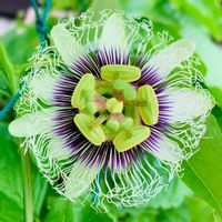 パッションフルーツ,グリーンカーテン,実のなる植物,花のある暮らし,緑のある暮らしの画像