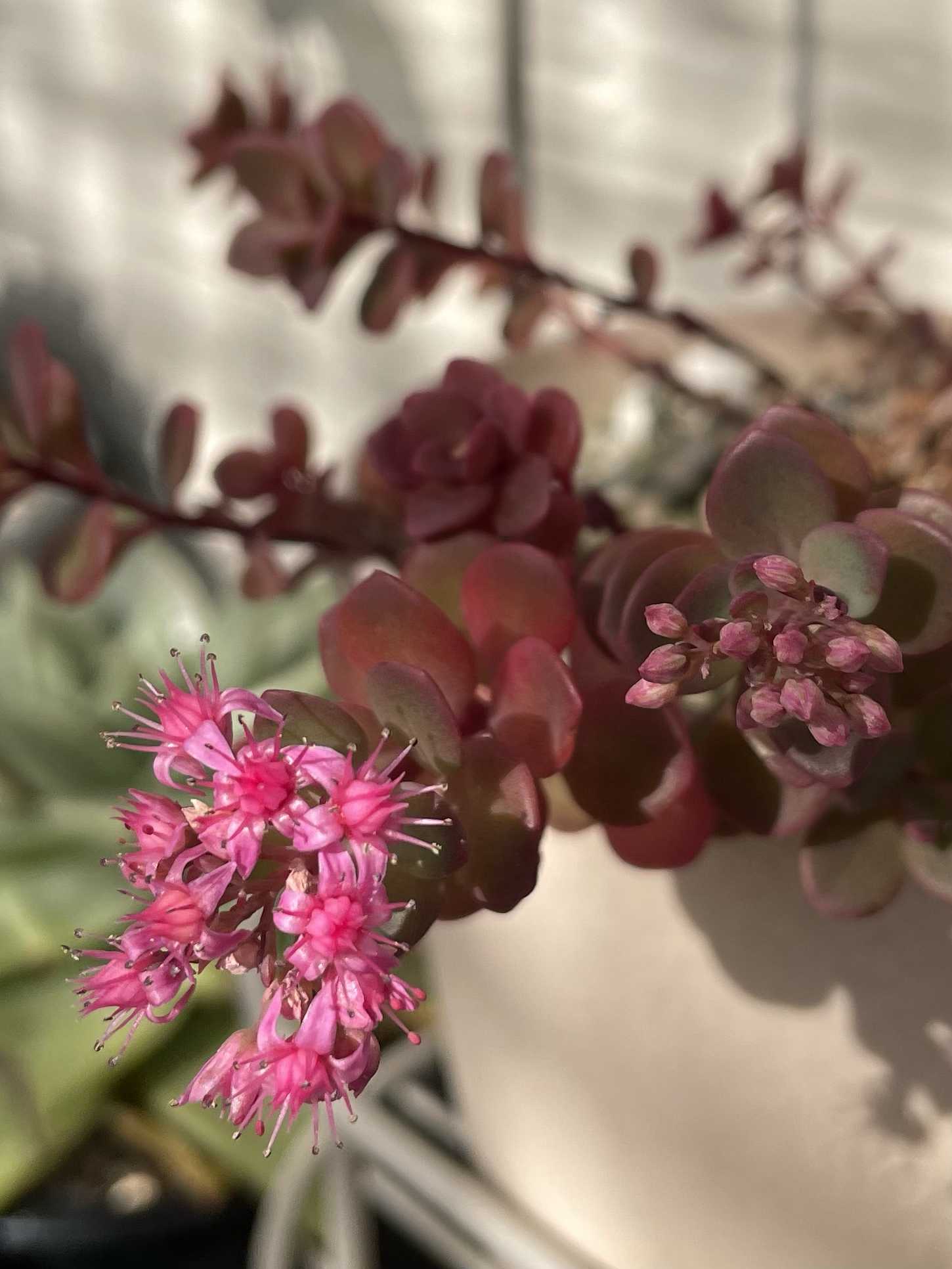 赤葉日高ミセバヤの一覧｜🍀GreenSnap（グリーンスナップ）