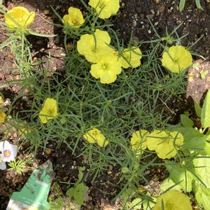 PWカリロファスサニーチャープ,地植え,黄色の花,大好きな花,元気に育ててますよの画像