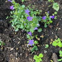 ベルフラワーの画像