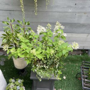 パーセノシッサス シュガーバイン,オレガノ・ハイライト,ロフォミルタス マジックドラゴン,ヘリオトロープ　ブライドパール,ヘデラ　きららの森の画像