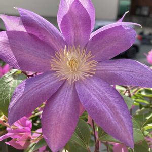 寄植え,ハンギング,小さな庭,玄関アプローチ,庭の画像