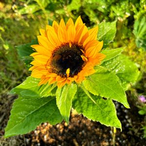 北海道,よい 1日を,☆携帯撮影☆,LOVE♡ひまわり,玄関アプローチの画像