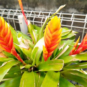 インコアナナス,ハナアナナス,オオインコアナナス,観葉植物,ガーデニングの画像