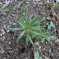 マツバボタン,マツバボタン,花壇の画像