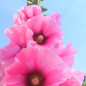 玄関アプローチ,庭の画像