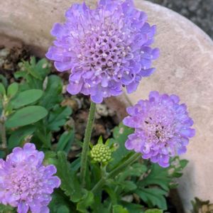 むらさき色の花,はなのある暮らし,小さな庭,玄関アプローチの画像