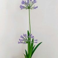 アガパンサス,華道,いけばな,生花,生け花の画像