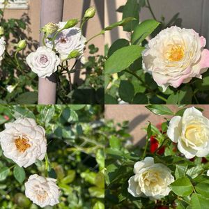 バラ,バラ 鉢植え,バラ・ミニバラ,ばら バラ 薔薇,玄関アプローチの画像
