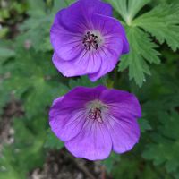 ホタルブクロ,タマシャジン,タマシャジン,オトメギキョウ(ベルフラワー),ゲラニウム ロザンネイの画像